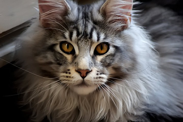 MaineCoon6 - MaineCoon.org