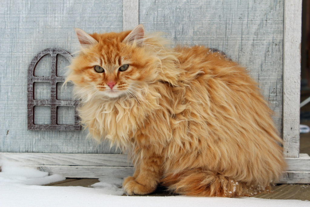 orange maine coon cat mix