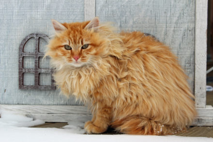 How Big Can Maine Coons Get? - MaineCoon.org