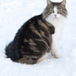 Maine Coon in Snow