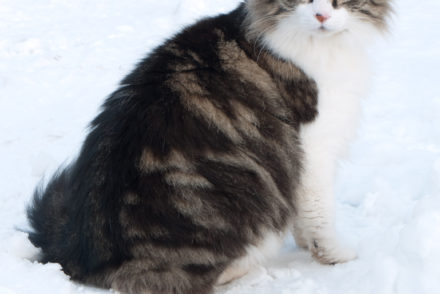 Weight Range for Adult Maine Coons - MaineCoon.org