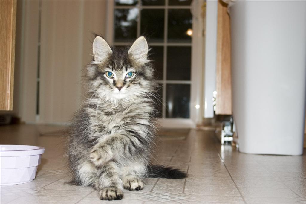 maine coon kitten diet