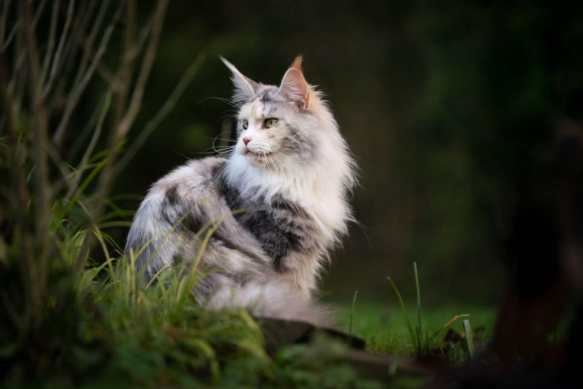 A fluffy maine coon siting in a backyard.