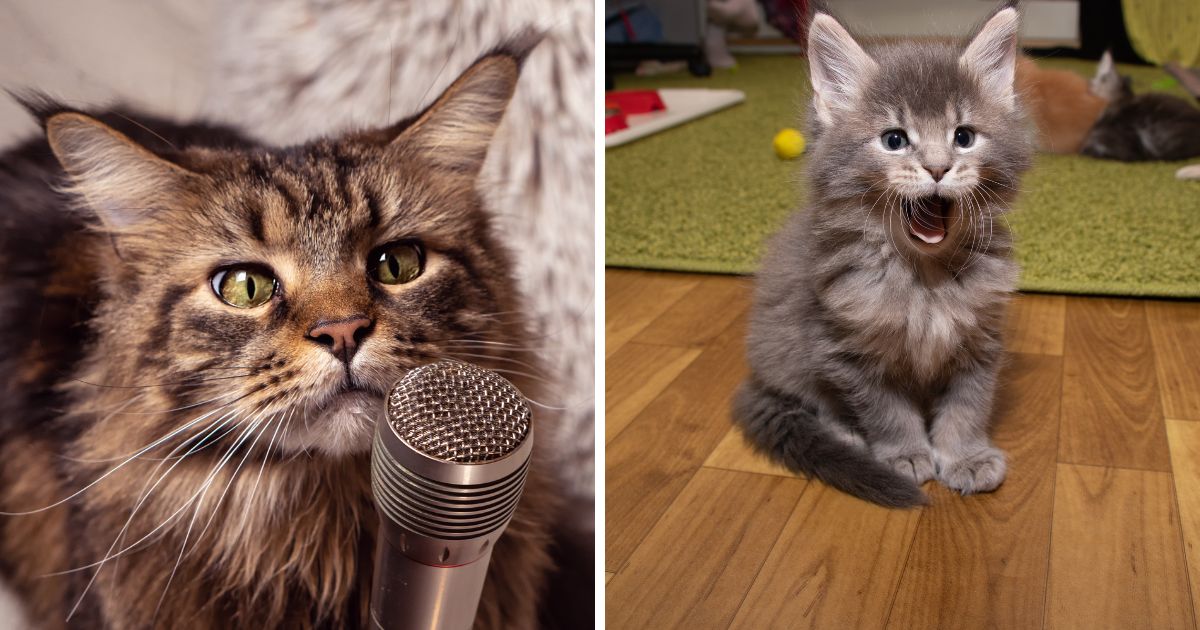 FUN FACTS ABOUT MAINE COON CATS FOR KIDS visual data 2