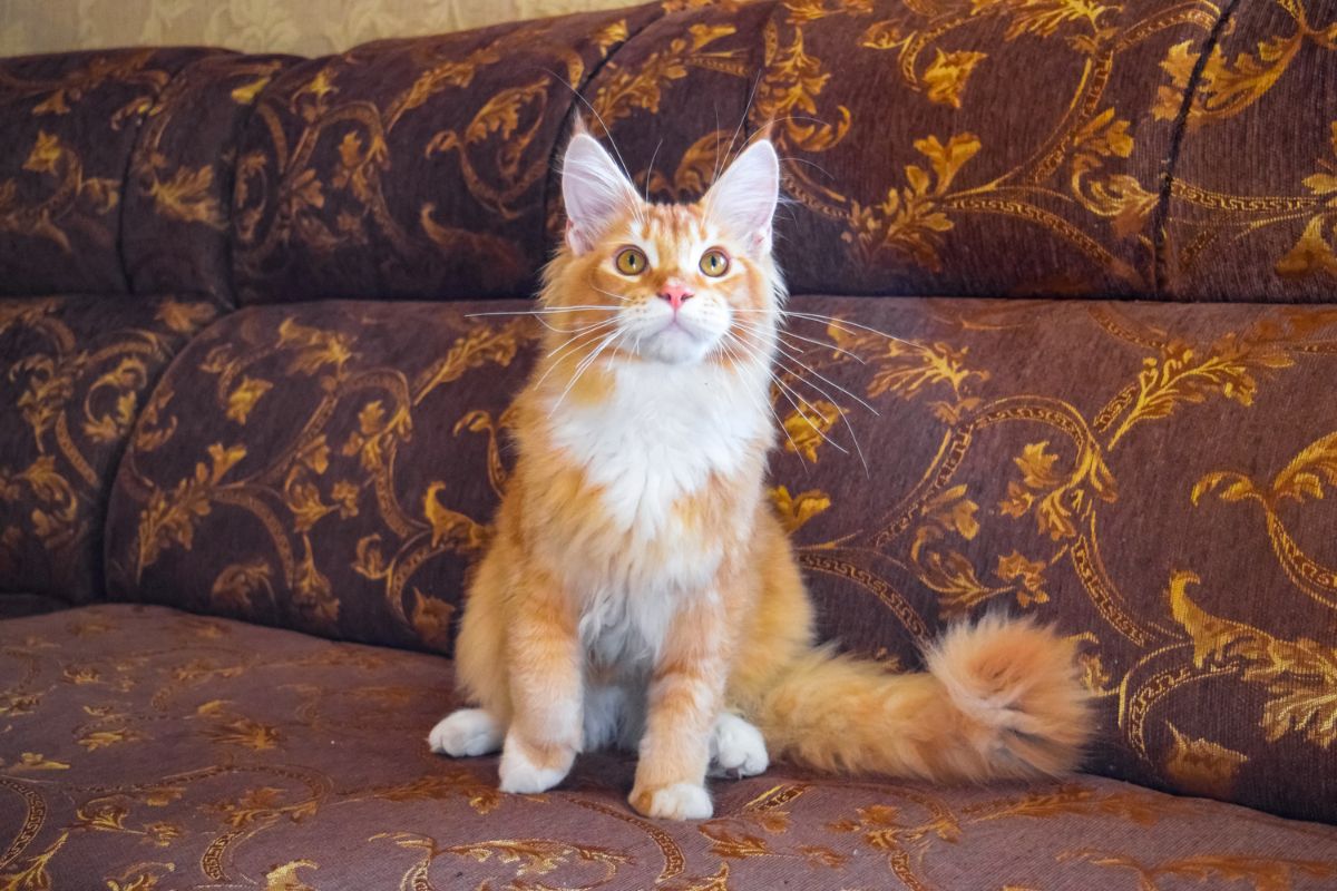 A big ginger maine coon sitting on a sofa.