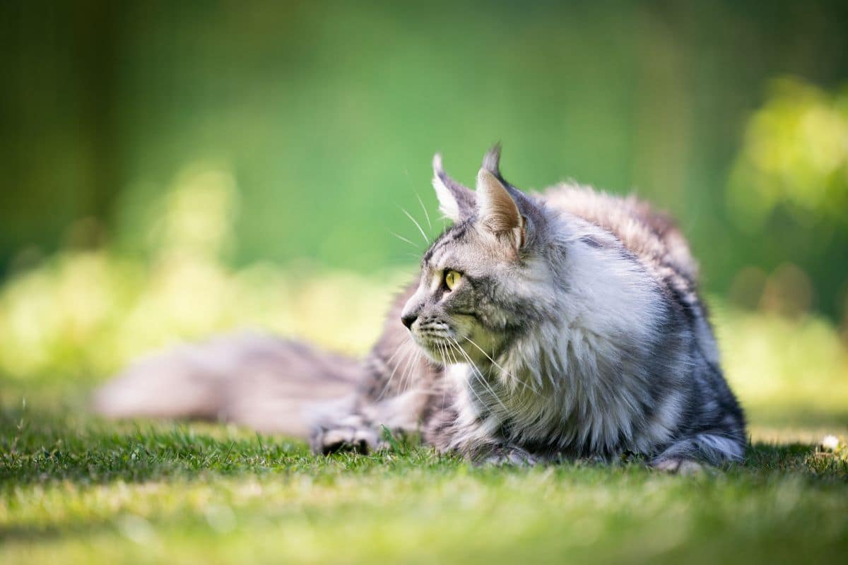 A gray fluffy maine coon lying on a green lawn.