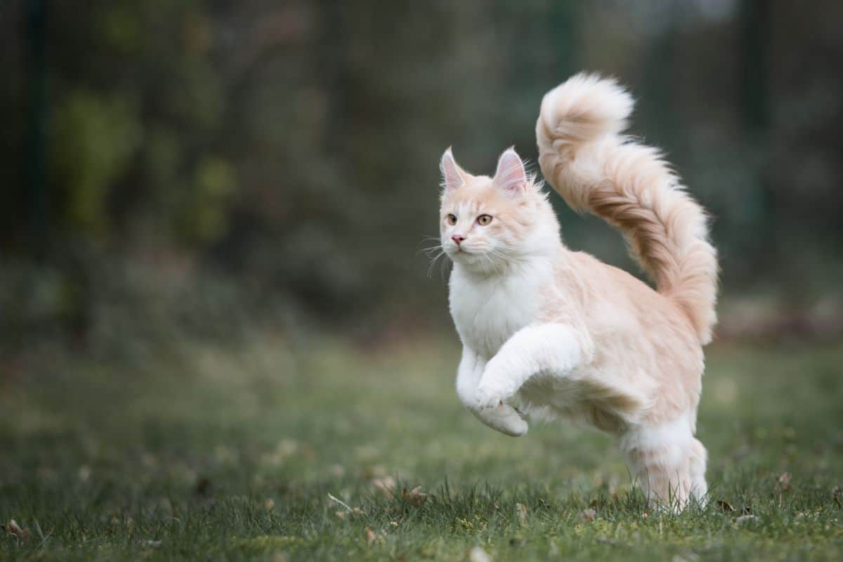 A creamy fluffy maine coon jumping in a backyard.