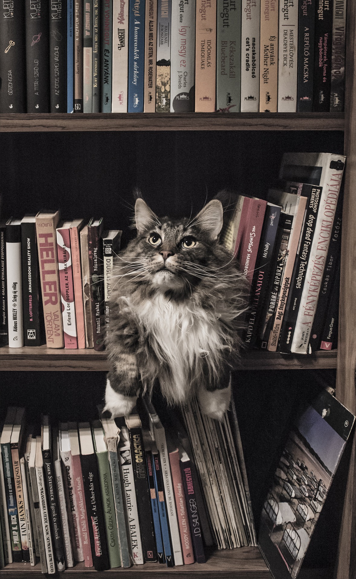 coon in bookshelf