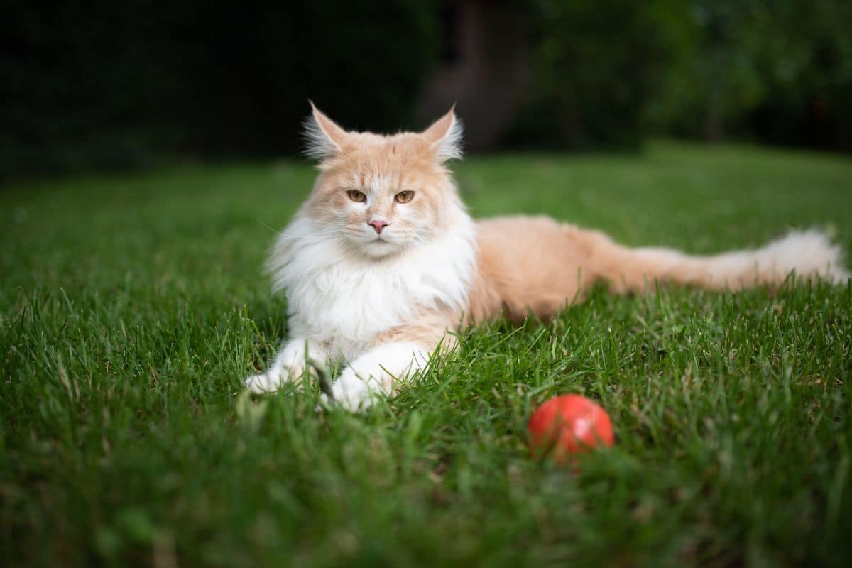 A white-orange maine coon lying next to a red ball in a backyard.