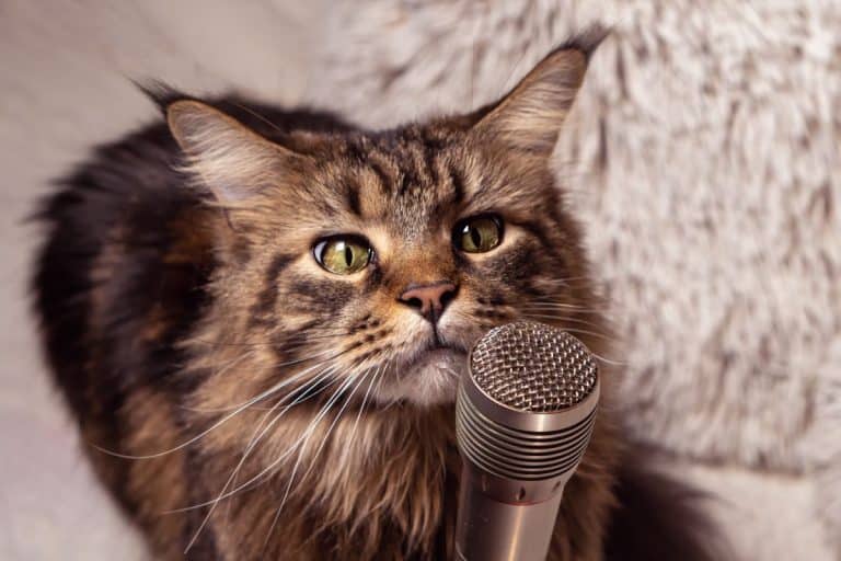 FUN FACTS ABOUT MAINE COON CATS FOR KIDS visual data 4