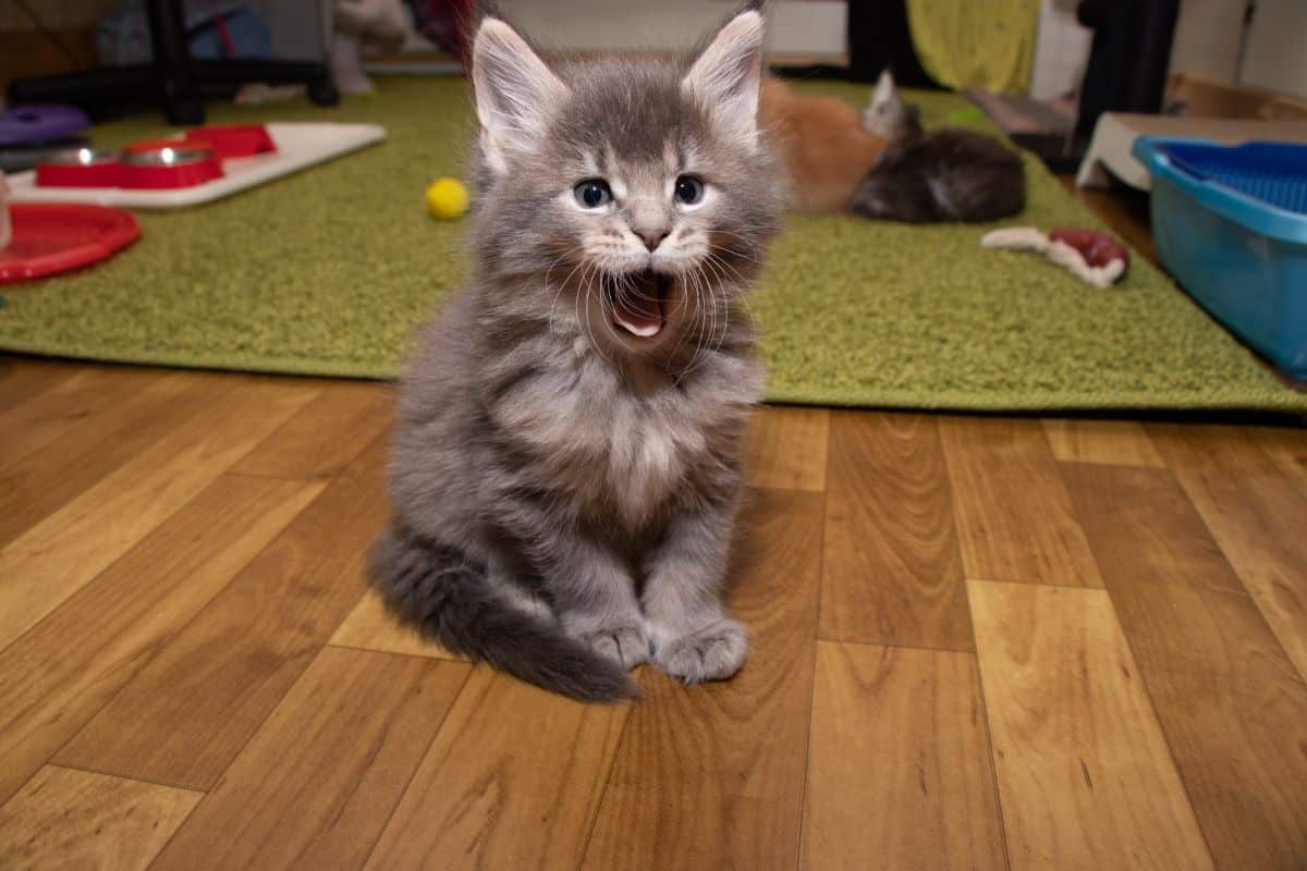 A cute fluffy maine coon kitten yaqning.