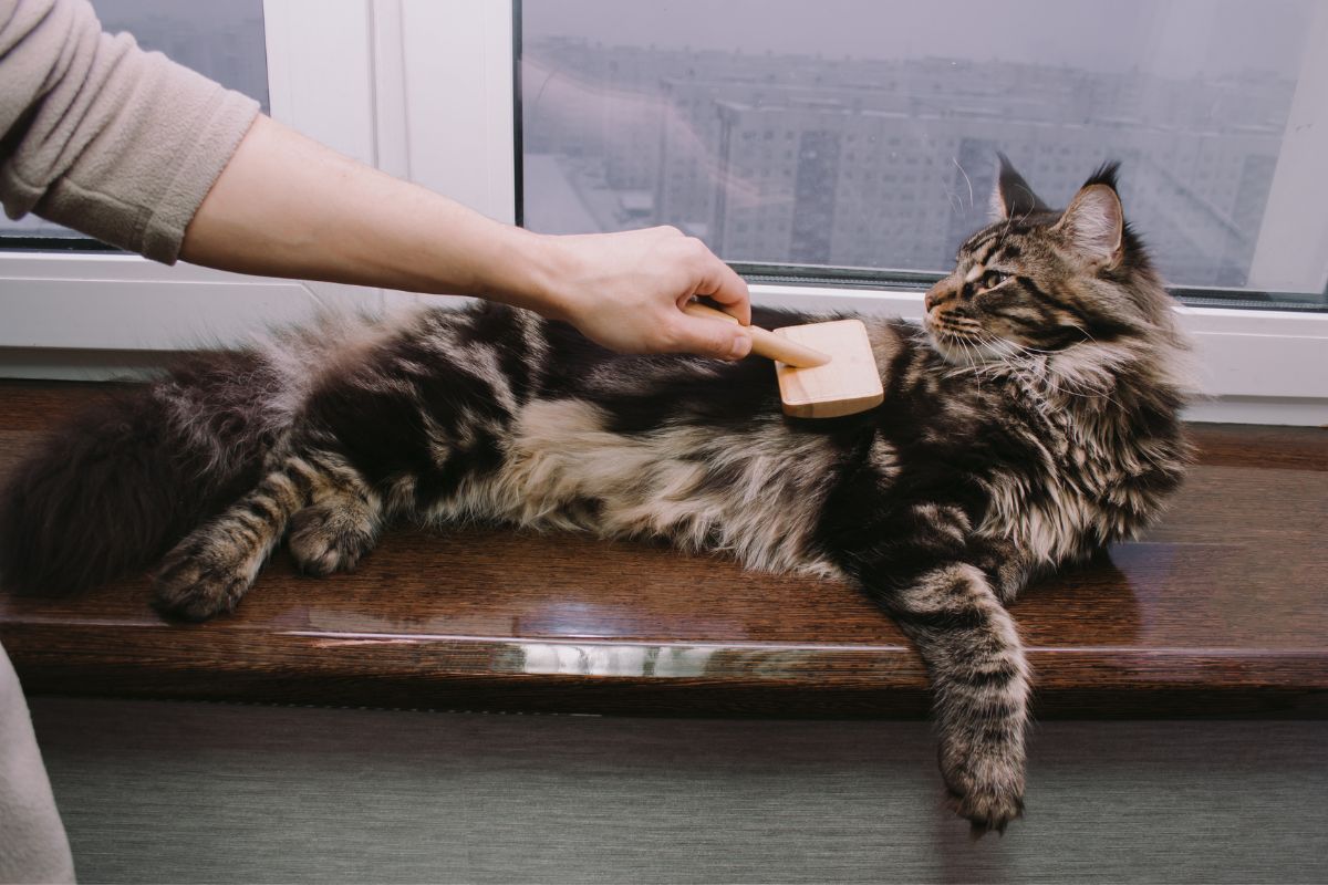 A human brushing a tabby maine coon.
