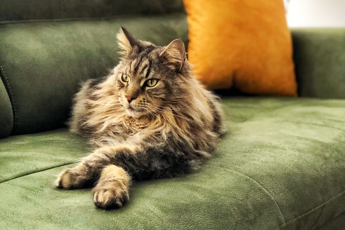 A brown fluffy maine coon lying on a green sofa.