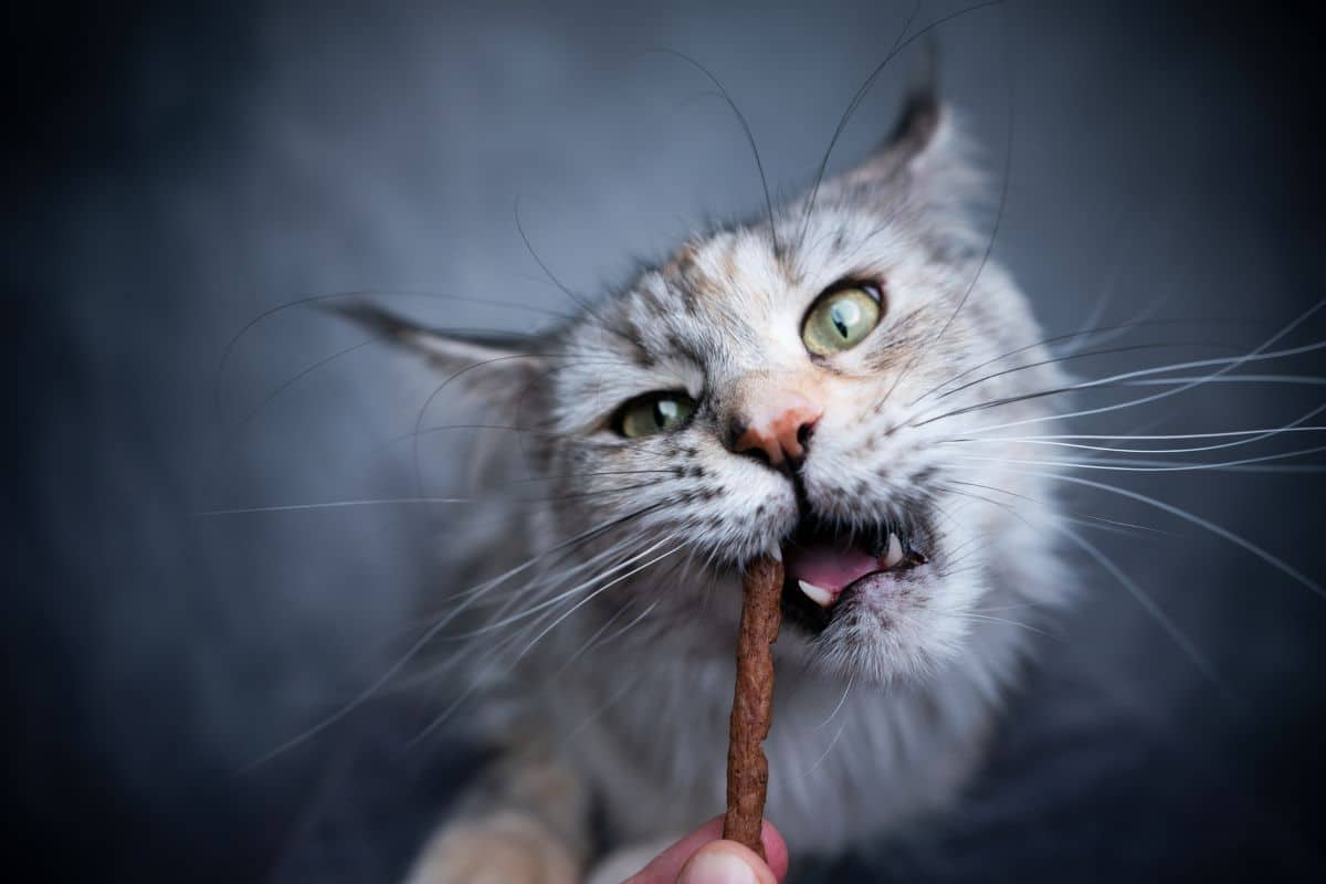 A gray maine coon eating a stick treat.