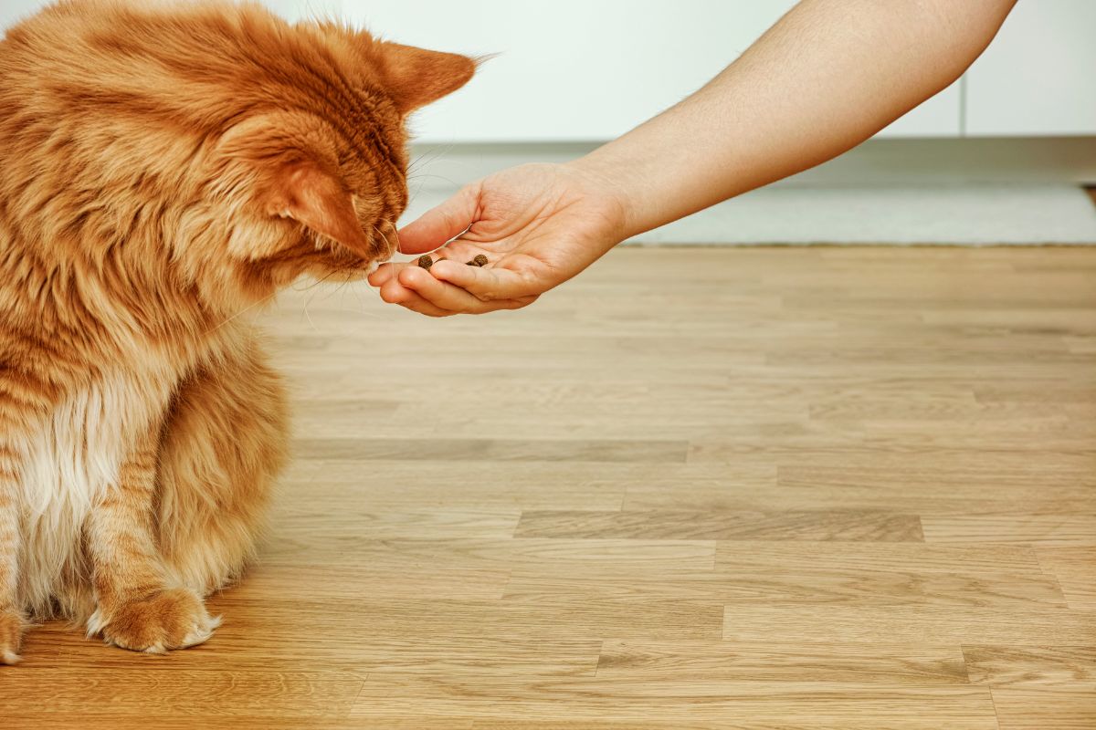 A ginger maine coon sniffing food on a human hand.