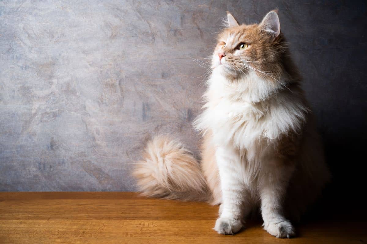 A white-orange fluffy maine coon sitting on a floor.