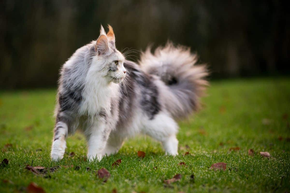 A gray fluffy maine coon walking on a green lawn with fallen leaves.