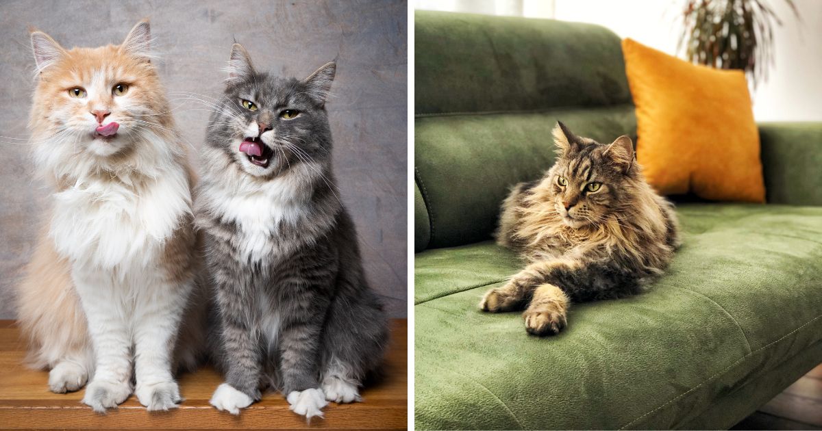 What to Expect About Having a Maine Coon at Home - MaineCoon.org