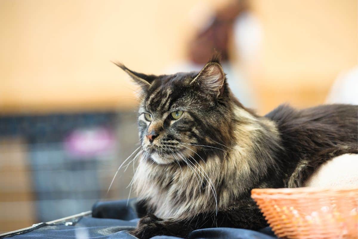 A tabby fluffy maine coon lying on a desk.