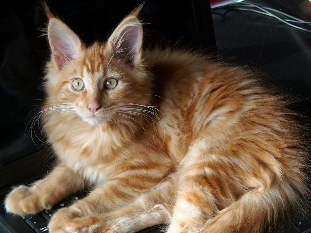 Does size matter? What is the average weight of a Maine Coon