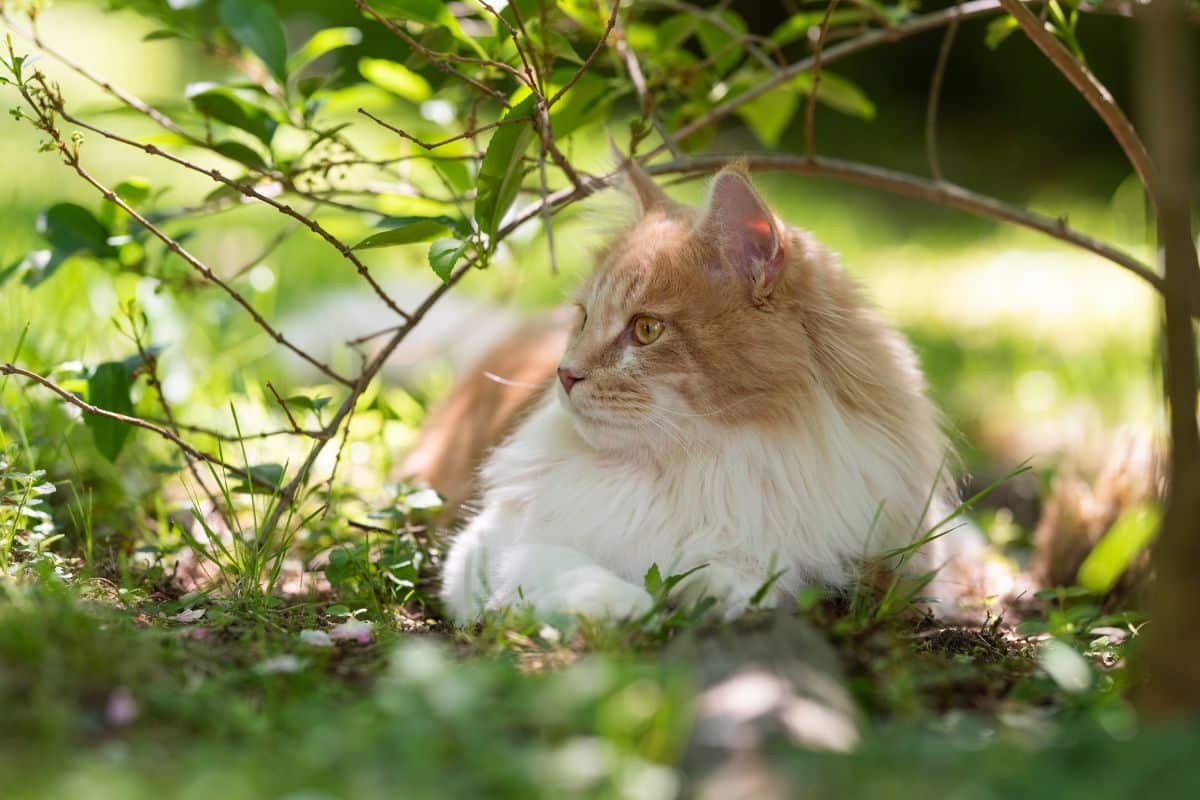 A white-red maine coon lying under a bush.
