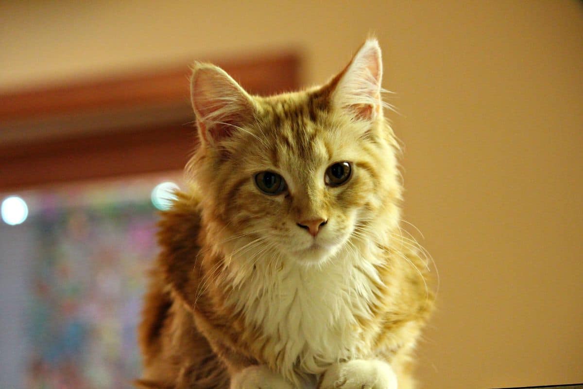 A ginger fluffy  maine coon indoor.