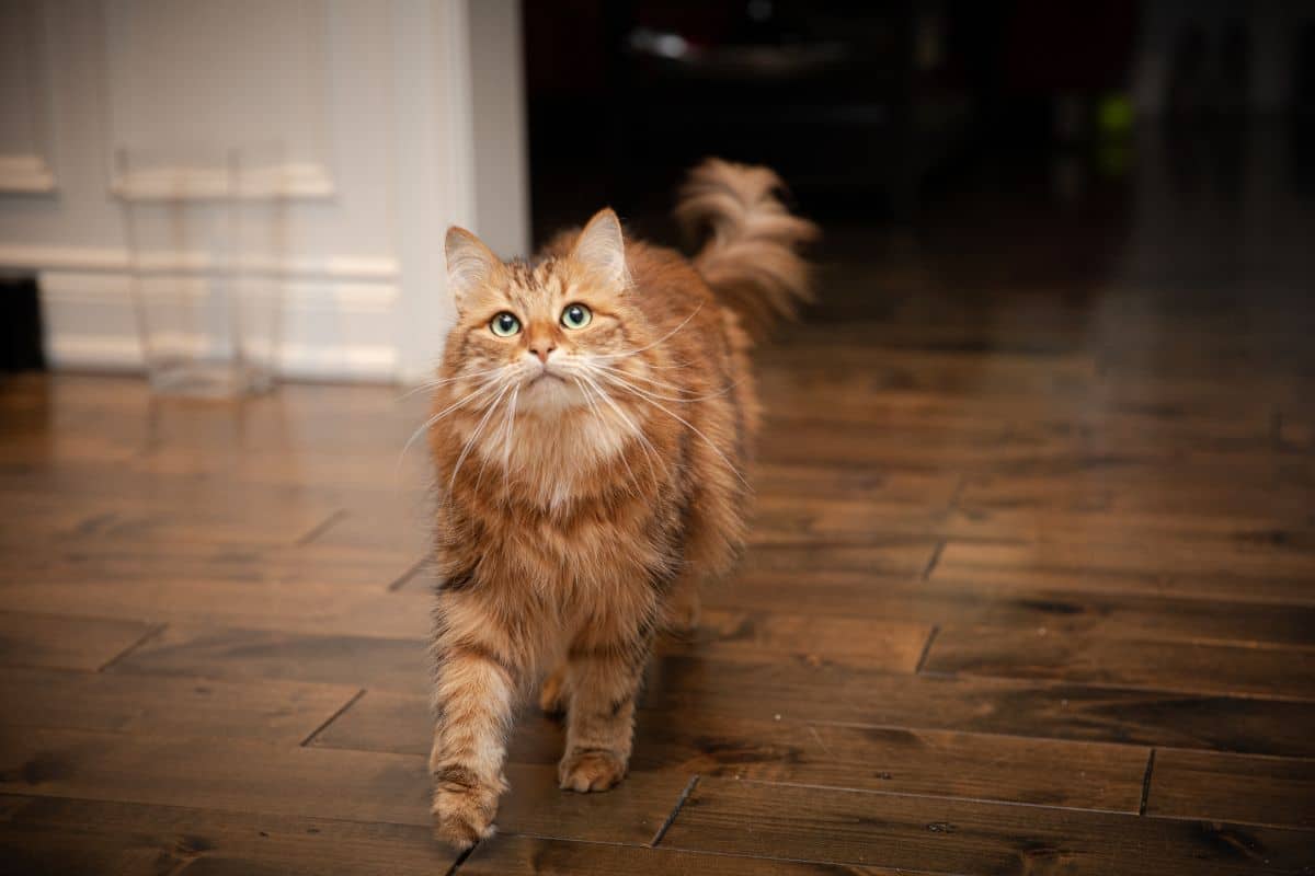A ginger siberian cat walking on a floor.