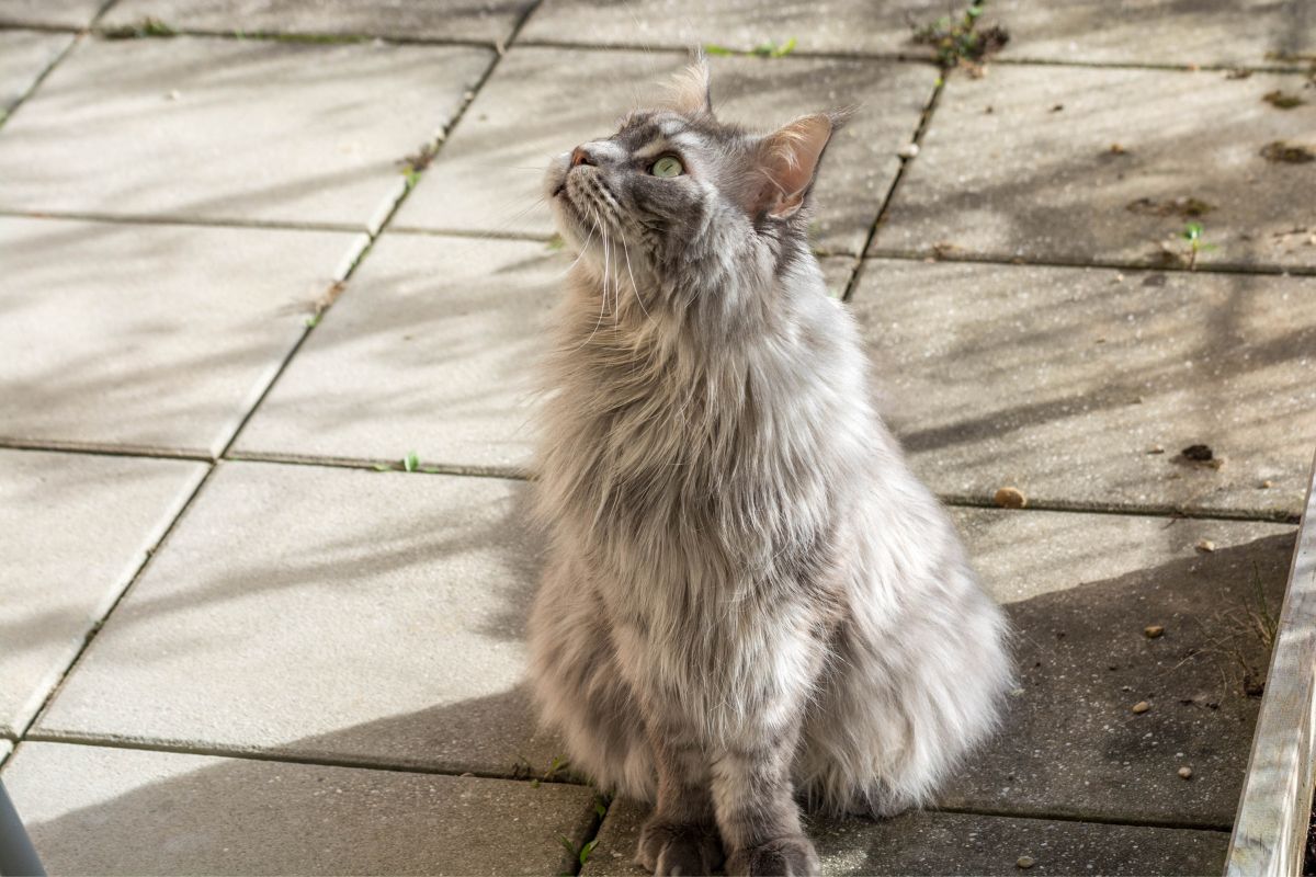 A gray fluufy maine coon sitting on a pavement.