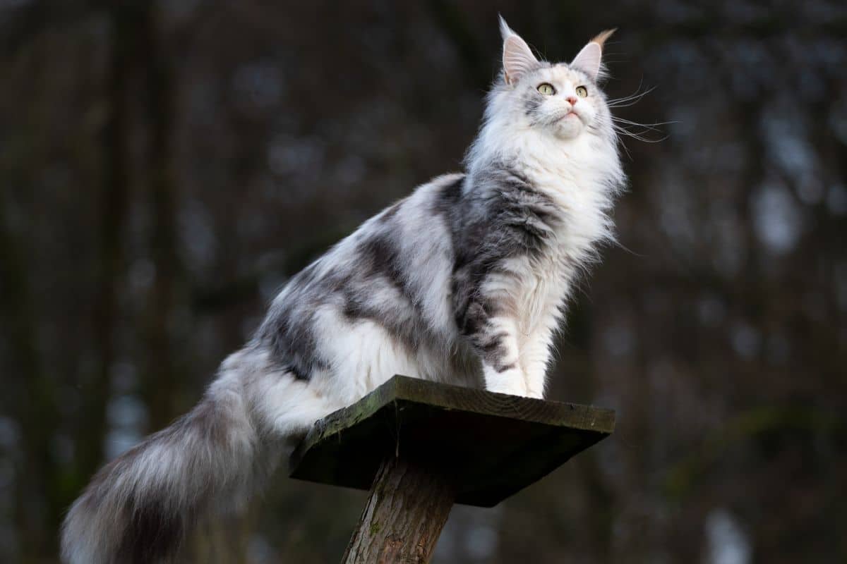 A gray fluffy maine coon standing on a wooden board.