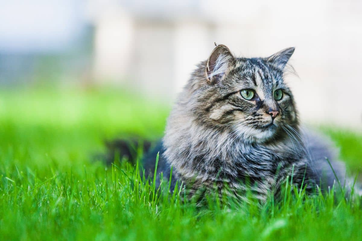 A fluffy gray maine coon lying in green grass.