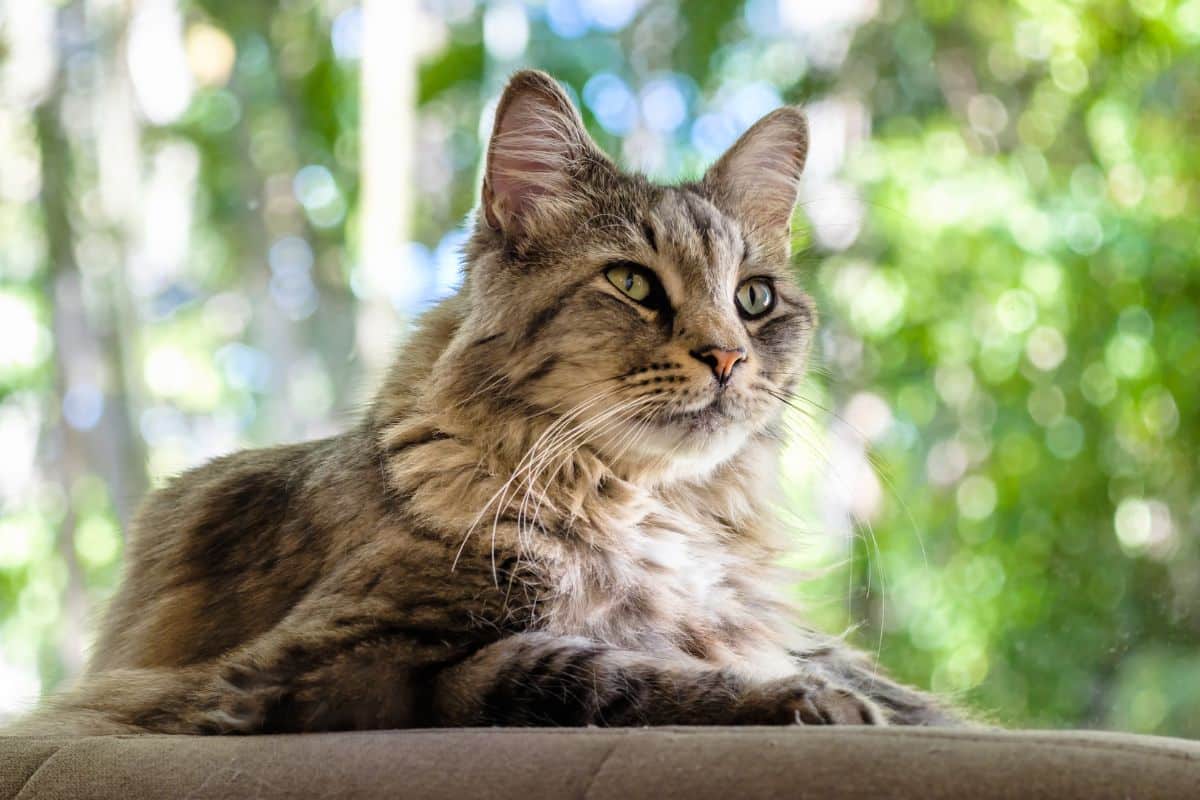 A tabby fluffy maine coon lying on a sofa.