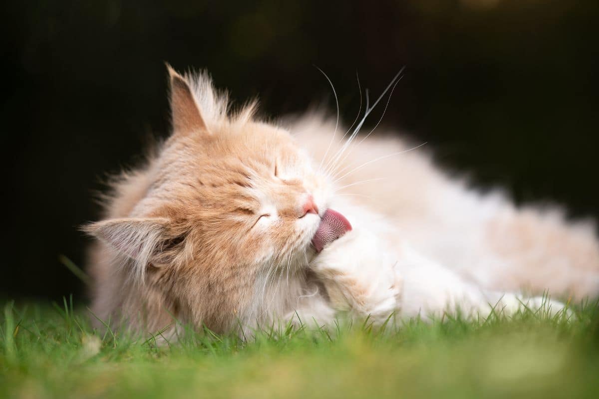 A huge fluffy maine coon lying on green grass and licking own paw.