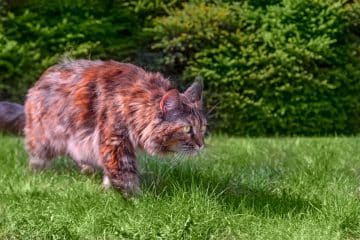 To Coon or Not To Coon: Pros and Cons of Having a Maine Coon ...