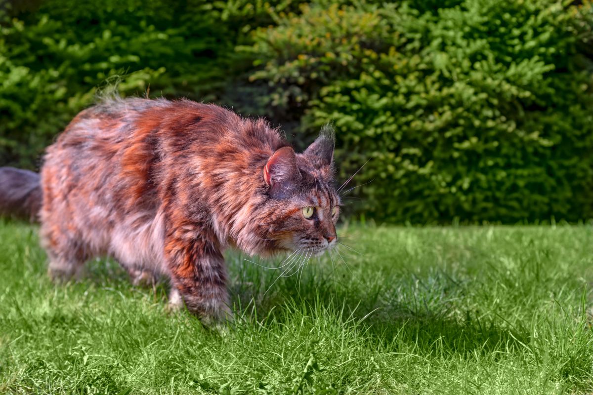 A huge fluffy brown maine coon walking in a backyard.