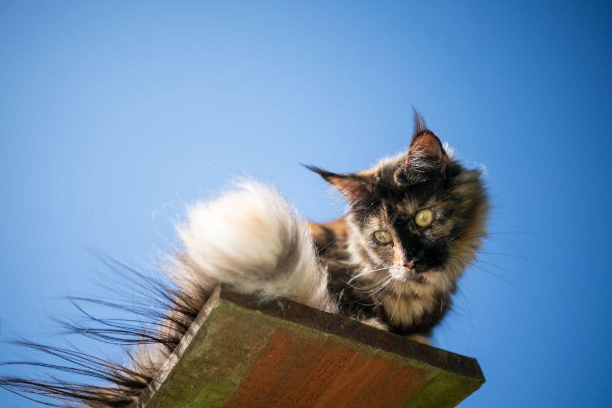 A fluffy maine coon sitting on a wooden board and looking downward.