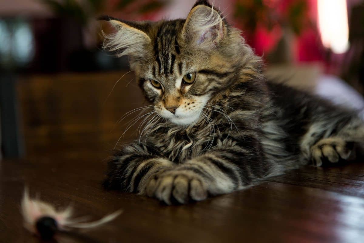 A tabby maine coon kitten playing with a toy on a floor.