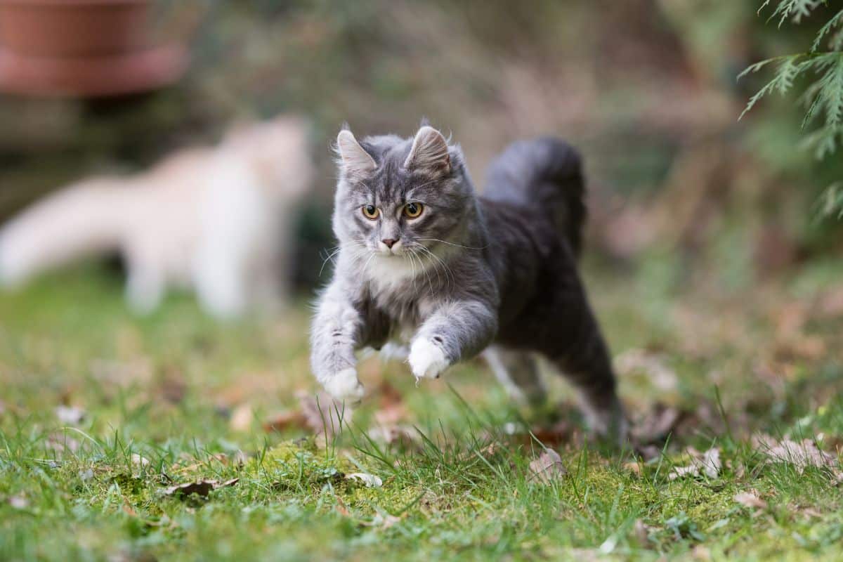 A young tabby maine coon jumping in a backyard.