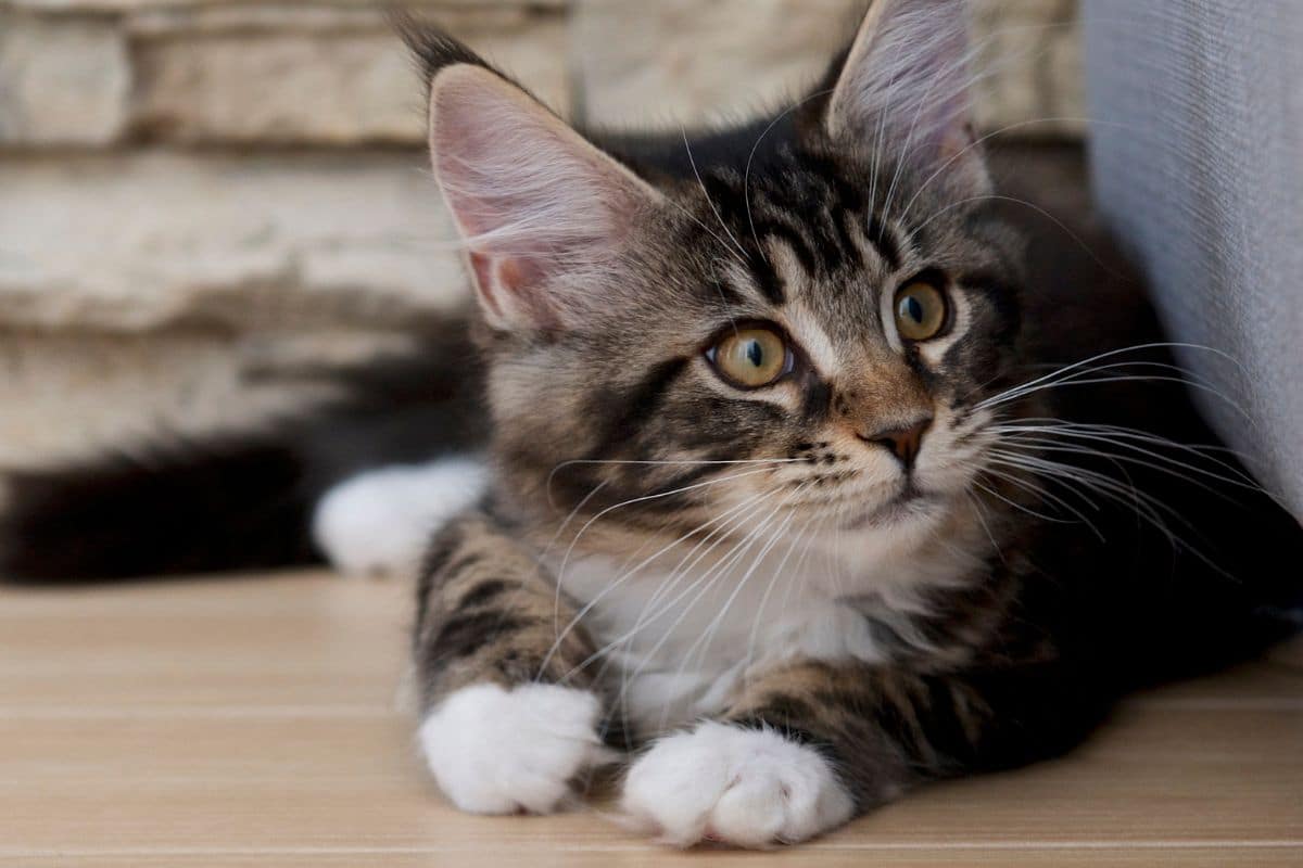 A tabby maine coon kitten lying on a floor.