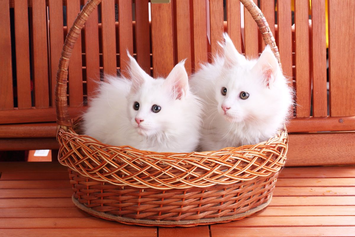 Two white fluffy maine coon kittens in a wooden basket.