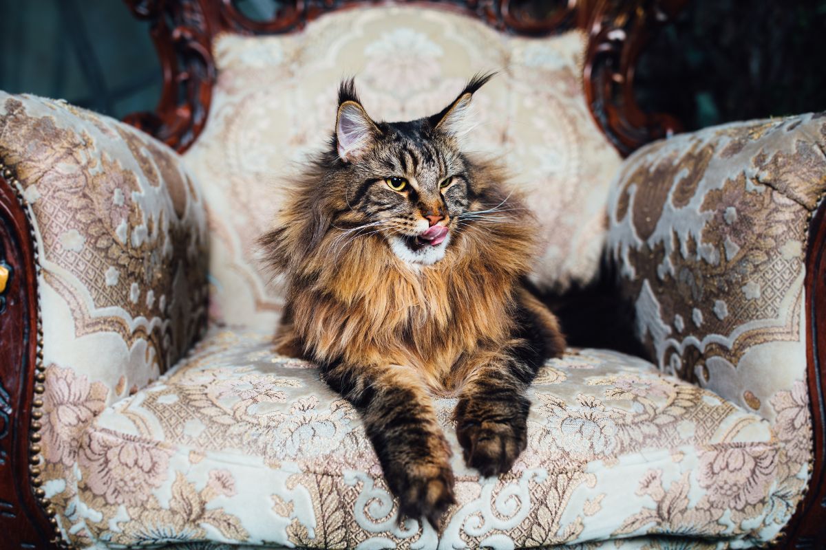A big fluffy brown maine coon lying on a fancy chair.