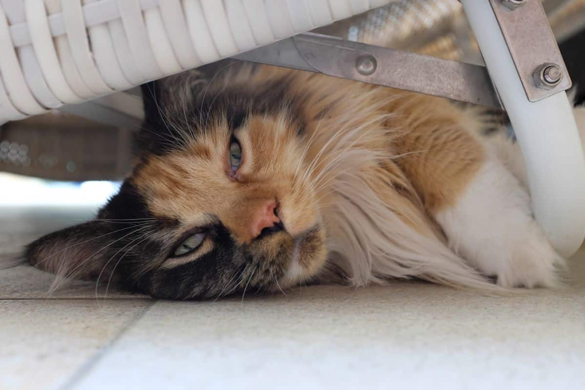 A calico maine coon lying under a chair.