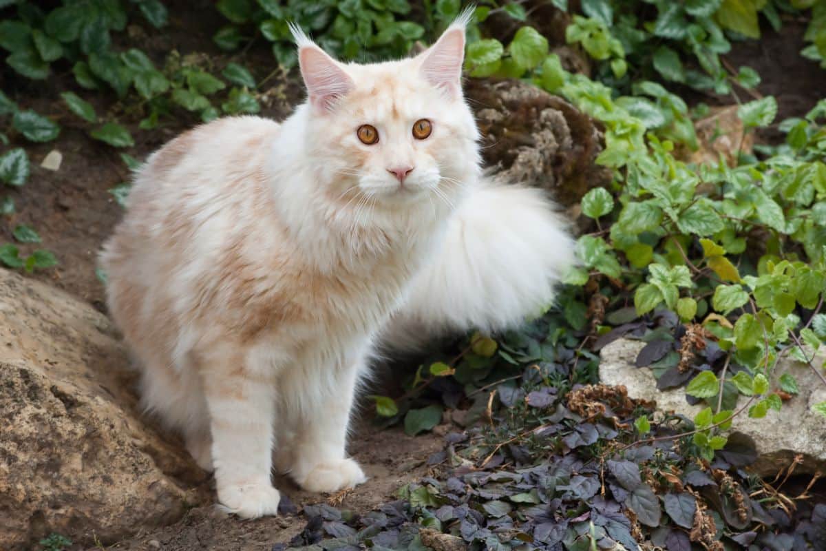 A huge creamy maine coon sitting in a backyard garden.