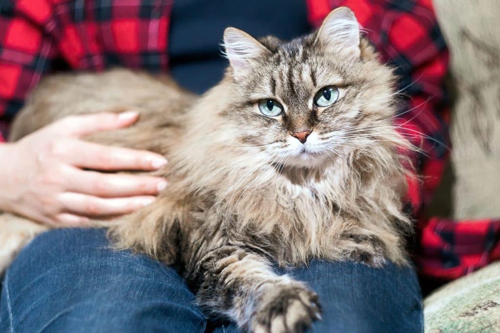 Cat Allergies; Are Maine Coon Cats Hypoallergenic?
