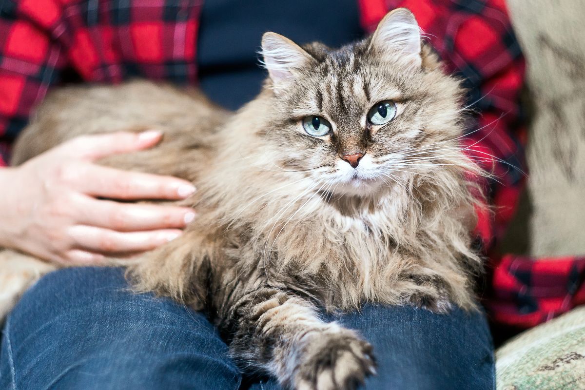 A gray fluffy maine coon sitting in lap.