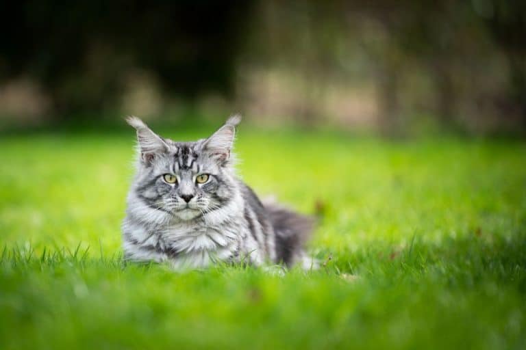 Maine Coon Magic: What is so special about Maine Coon Cats - MaineCoon.org