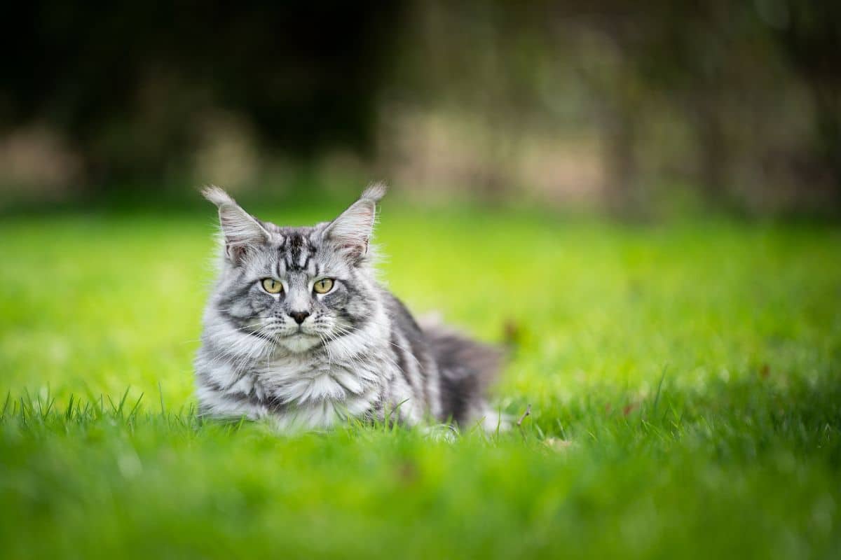 A gray fluffy maine coon lying in green grass.