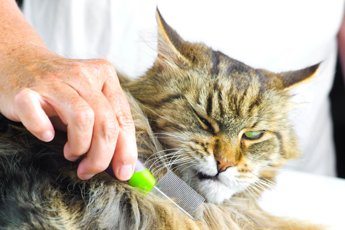 A human grooming fluffy maine coon.