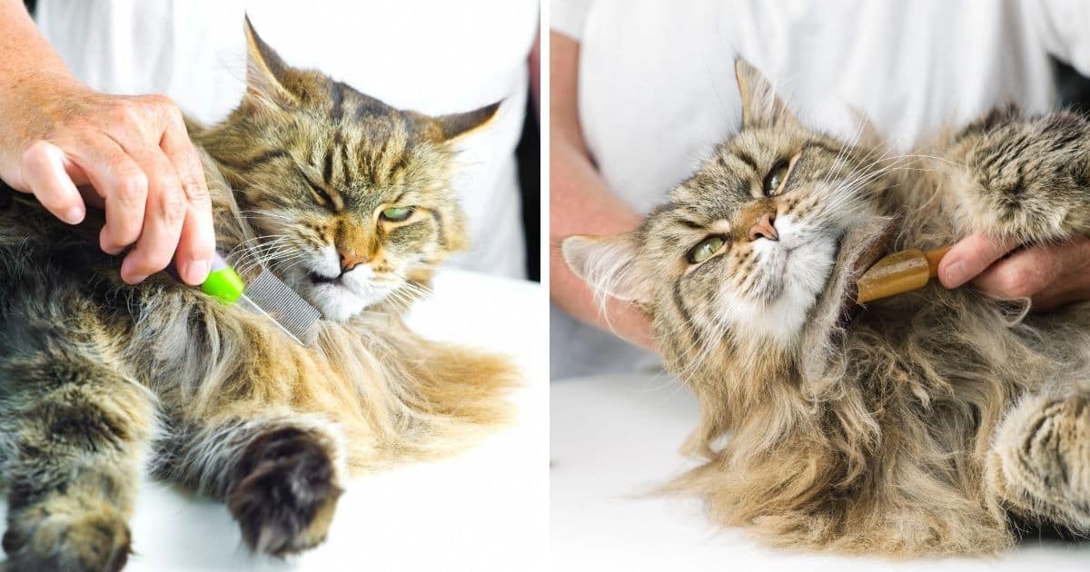 Keeping It Regal How do I groom a Maine Coon Cat?