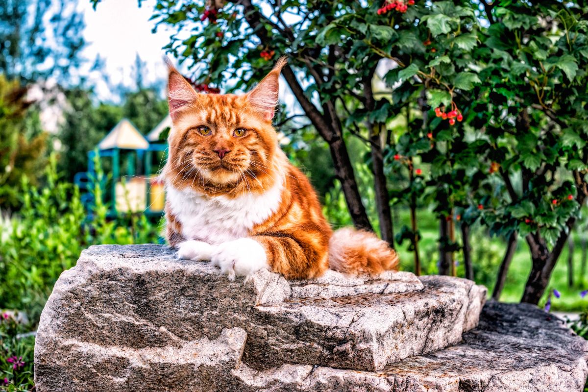 A huge fluffy ginger maine coon lying on big rock in a garden.