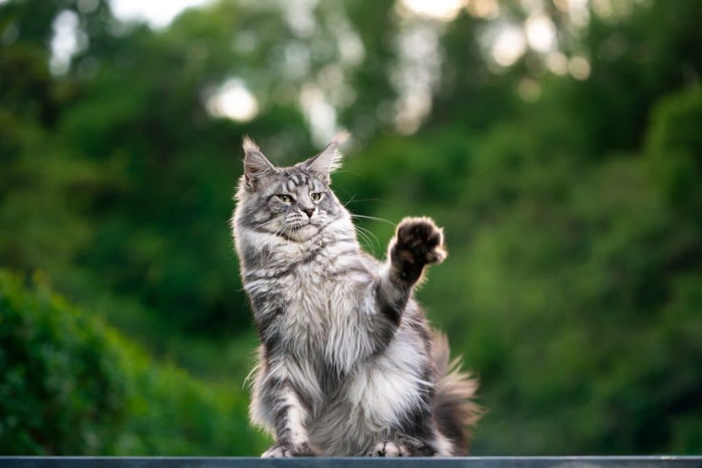 Tricks for Treats; What are some tricks that you can teach your Maine